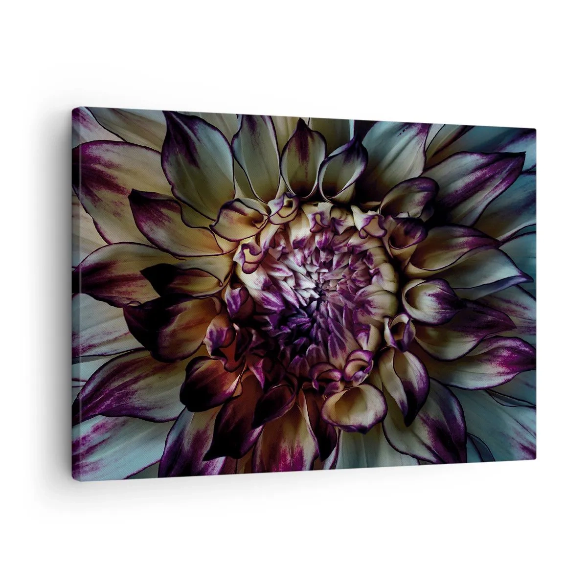 Cuadro sobre lienzo - Impresión de Imagen - Primer plano de una flor de dalia en tonos oscuros. - 70x50cm - El florecimiento de la hermosura - Decoración de pared moderna para salón y dormitorio ARTTOR