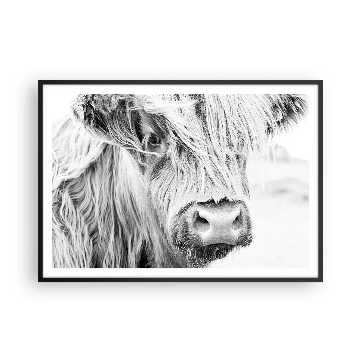 Póster en marco negro - Retrato de una vaca escocesa en blanco y negro - 100x70cm - La naturaleza escocesa - Decoración de pared moderna para salón y dormitorio ARTTOR
