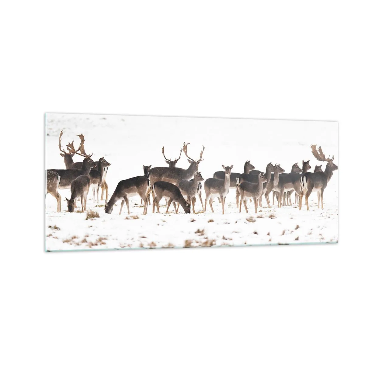 Cuadro sobre vidrio - Impresiones sobre Vidrio - ¿Se acerca la Navidad? - 100x40 cm