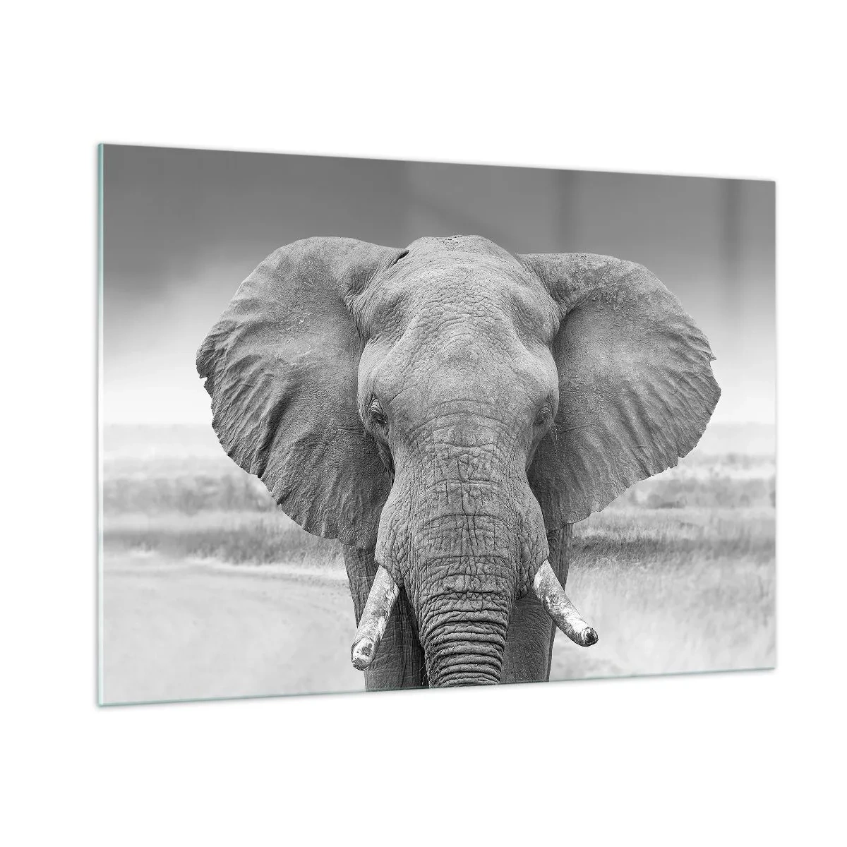 Cuadro sobre vidrio - Impresiones sobre Vidrio - Retrato en blanco y negro de un elefante en la sabana. - 100x70cm - Bienvenido a mi mundo - Decoración de pared moderna para salón y dormitorio ARTTOR