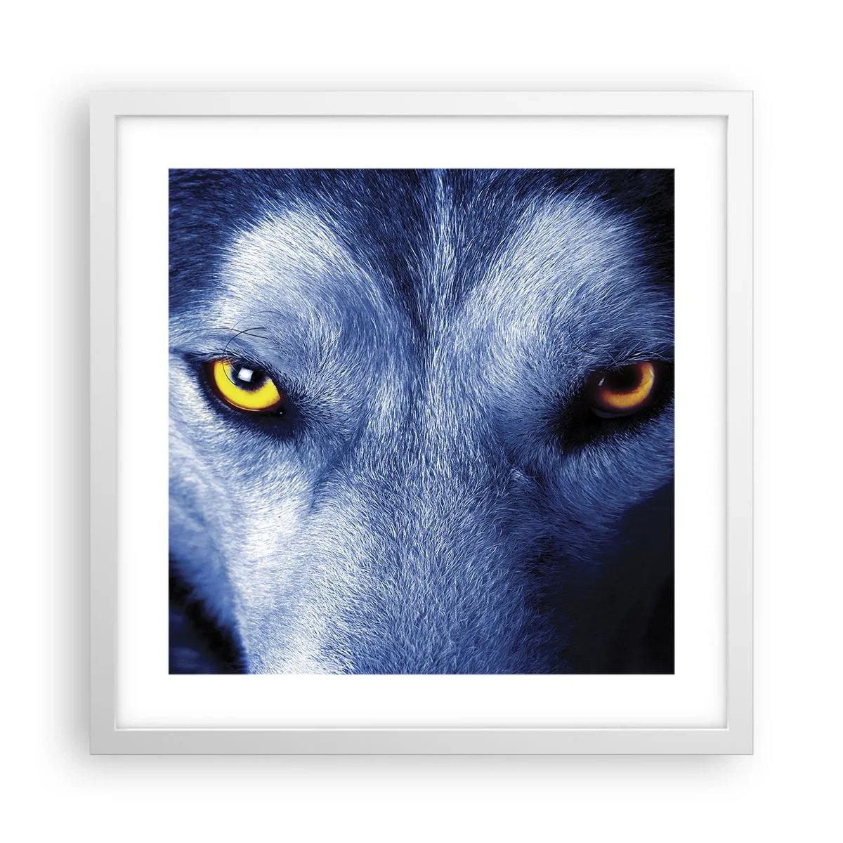 Póster en marco blanco - La mirada hipnótica - 40x40 cm