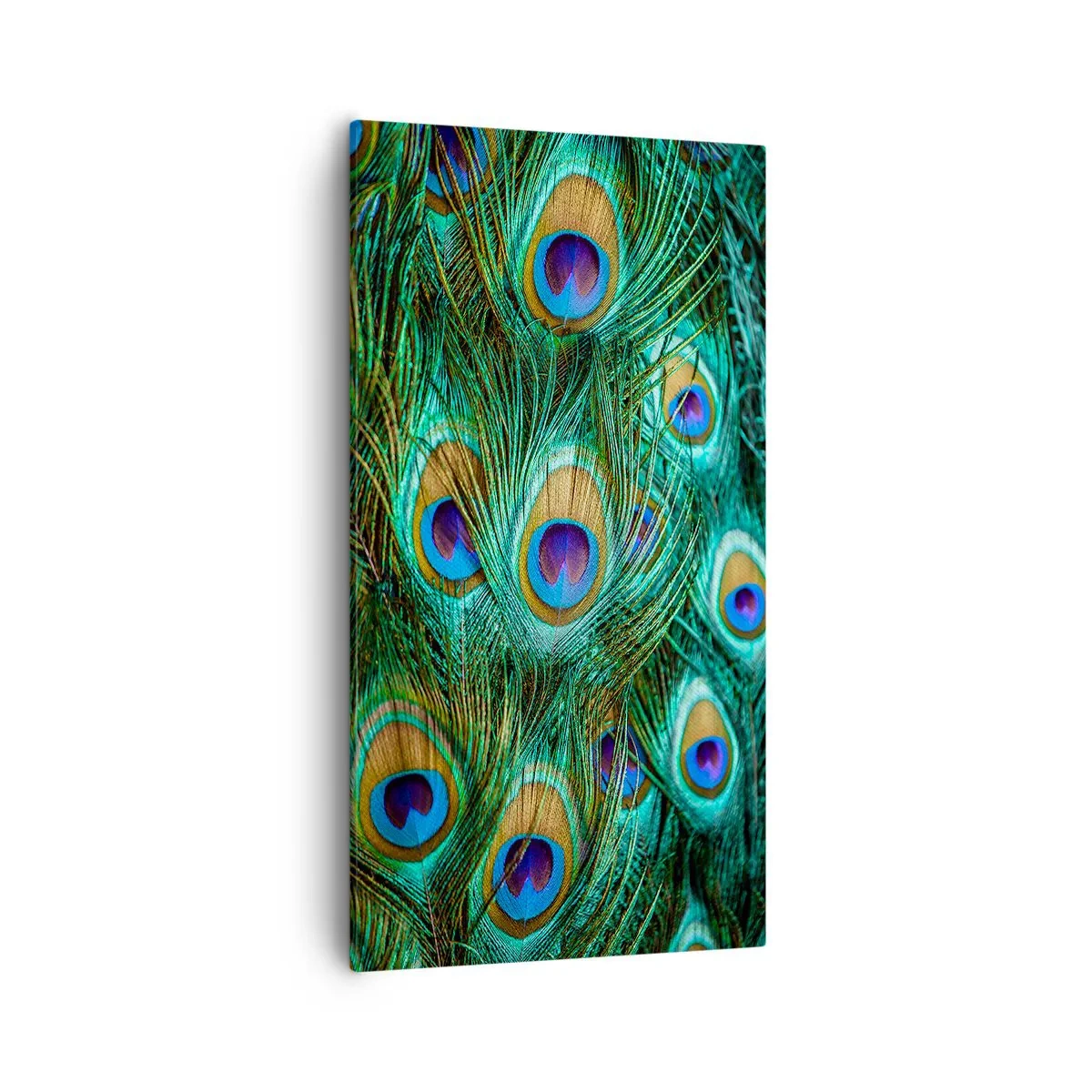 Cuadro sobre lienzo - Impresión de Imagen - Mirada de pavo real - 55x100 cm