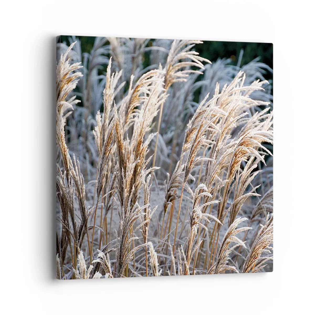 Cuadro sobre lienzo - Impresión de Imagen - Campos y campos - 40x40 cm