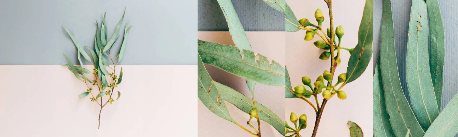 Muestra de fotomural autoadhesivo Deluxe Sticker - La sutileza del pastel - Pastel, Planta, bohemia - 100x30 cm