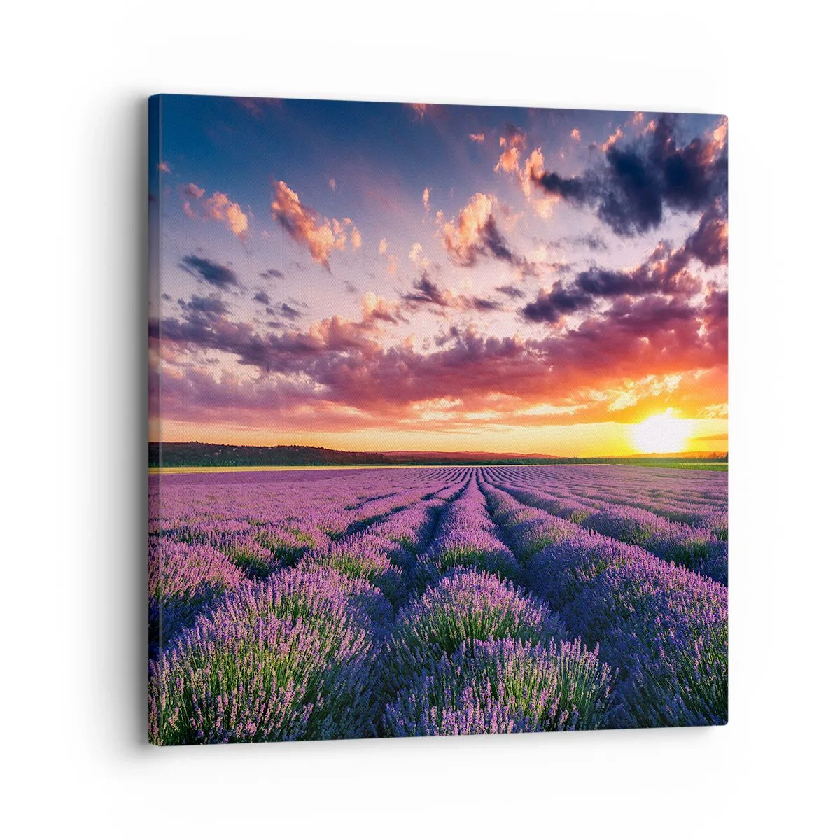 Cuadro sobre lienzo - Impresión de Imagen - El mundo de la lavanda - 30x30 cm