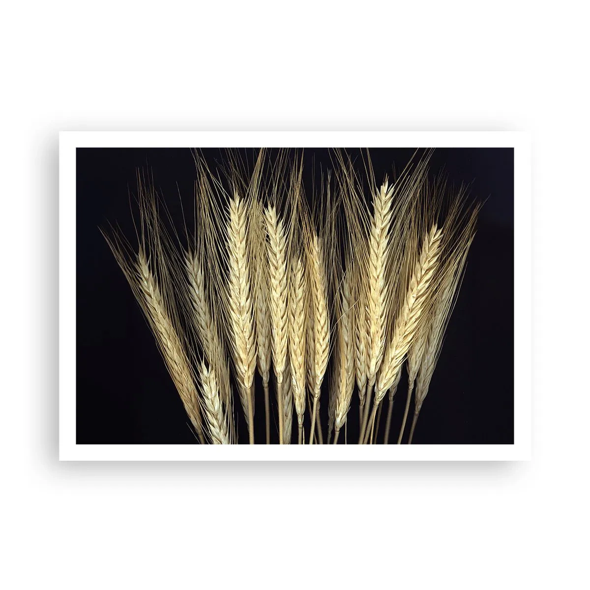 Póster - Espigas de trigo sobre fondo negro en estilo rústico - 100x70cm - Magia rústica - Decoración de pared moderna para salón y dormitorio ARTTOR