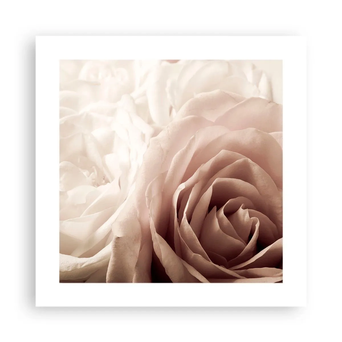 Póster - En el corazón de una rosa - 40x40 cm