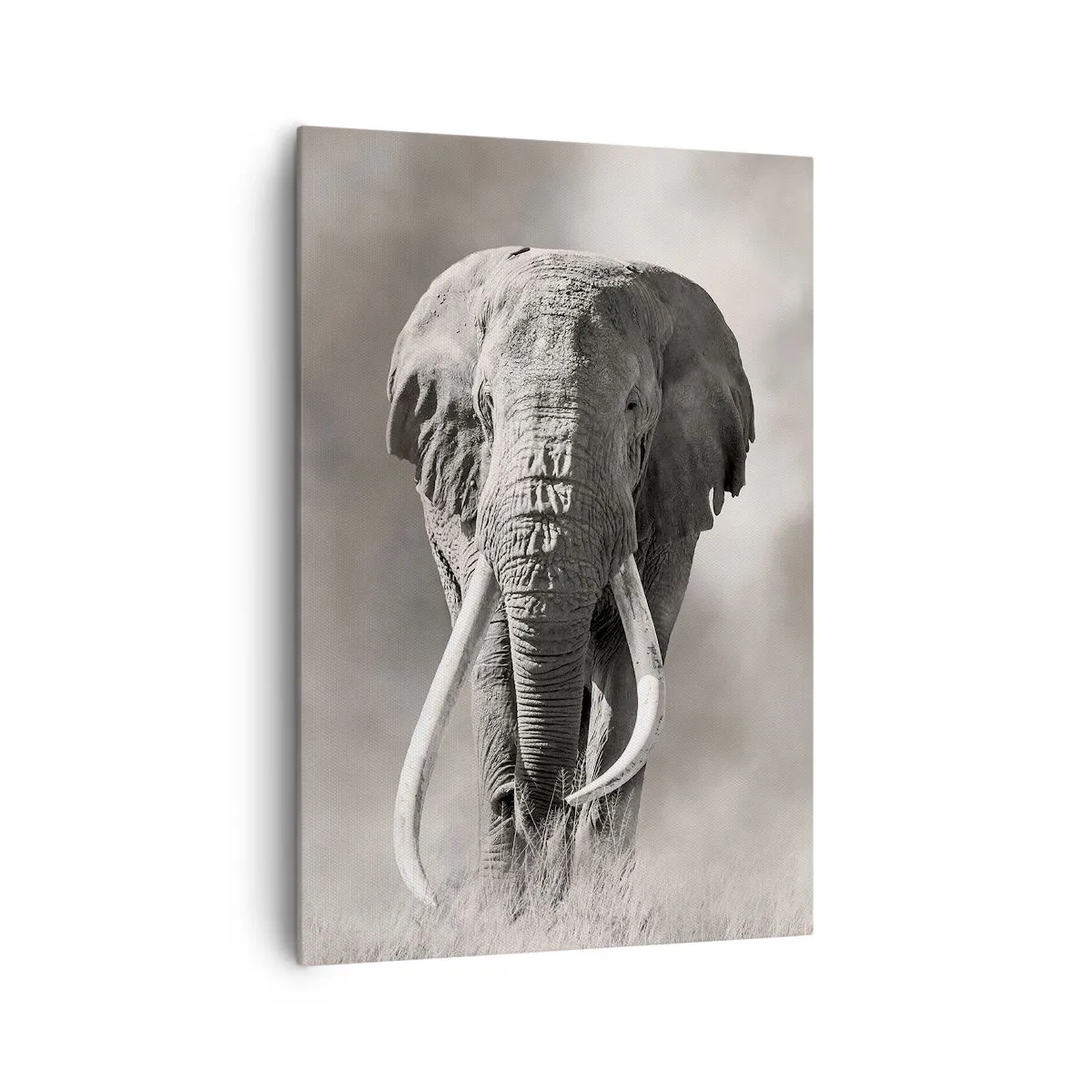 Cuadro sobre lienzo - Impresión de Imagen - Patriarca africano - 70x100 cm