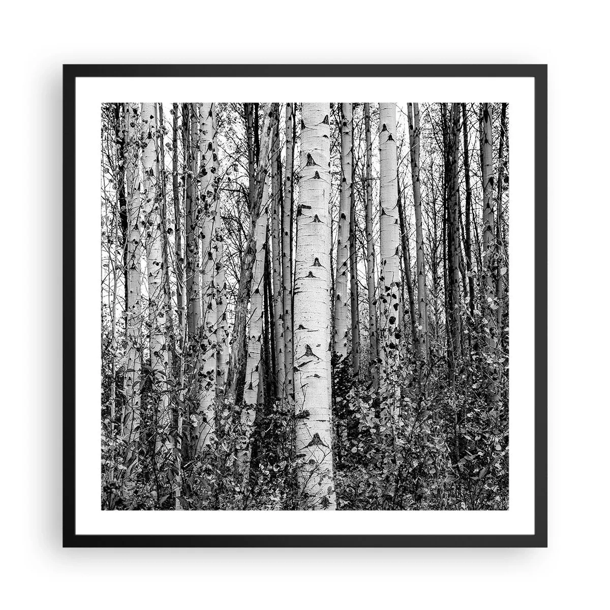 Póster en marco negro - Columnas de abedules - 60x60 cm