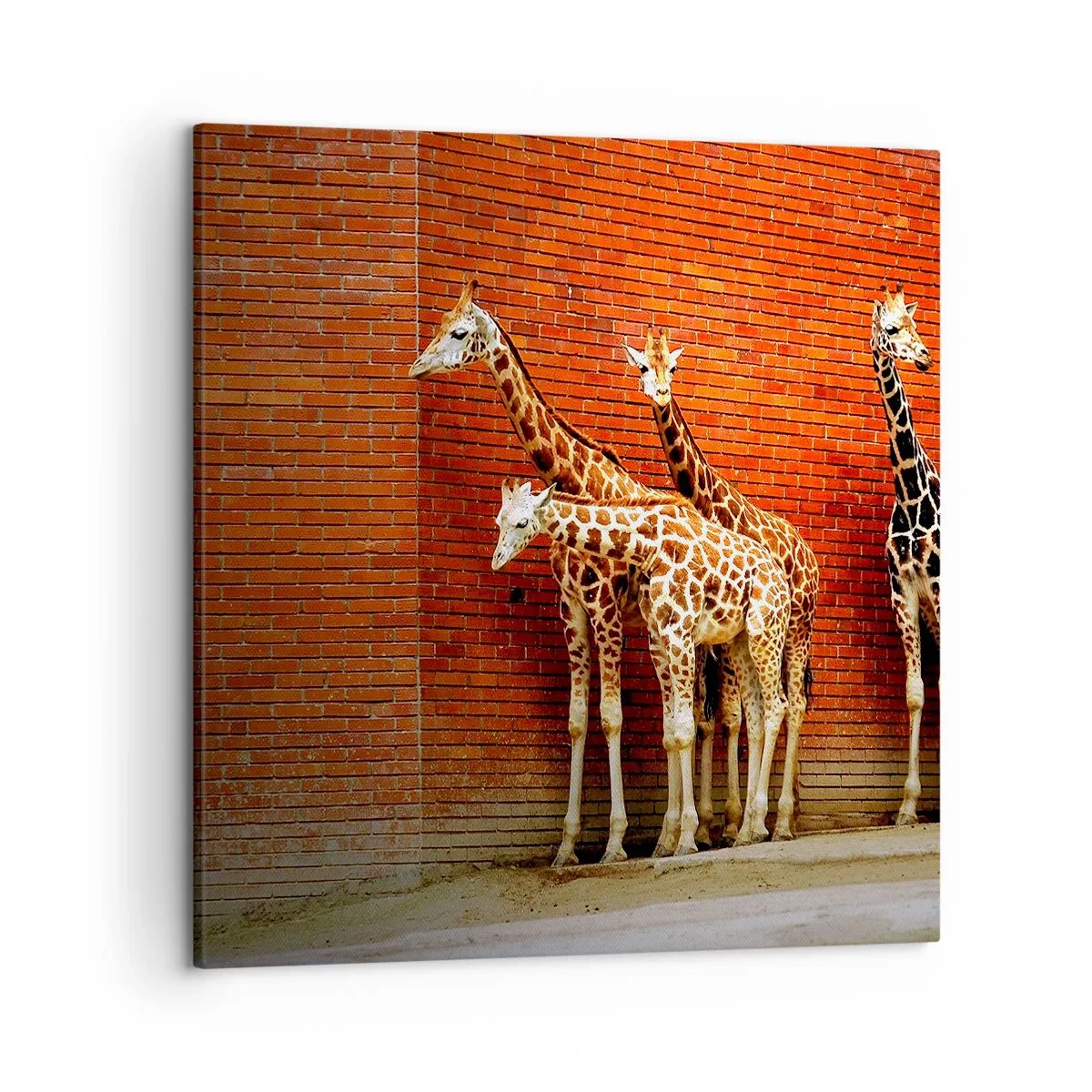 Cuadro sobre lienzo - Impresión de Imagen - ¿Ves alguna acacia? - 50x50 cm