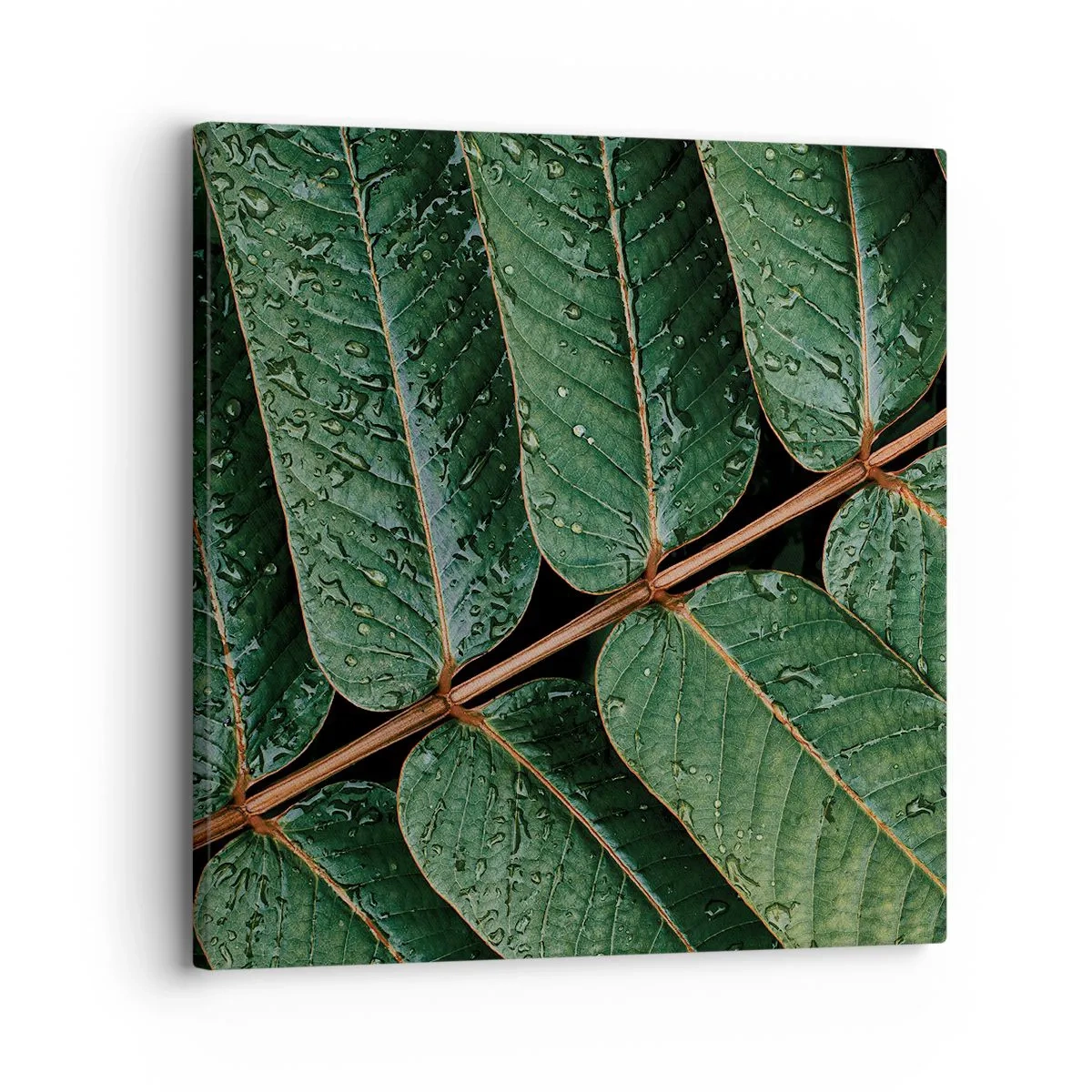 Cuadro sobre lienzo - Impresión de Imagen - En un ritmo verde - 30x30 cm