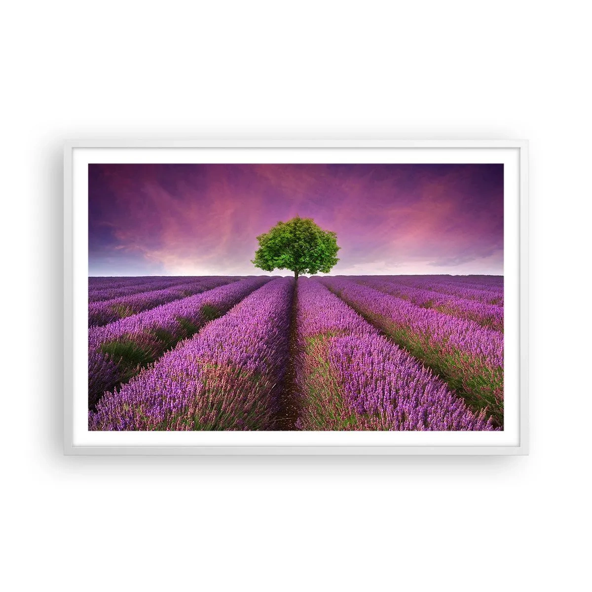 Póster en marco blanco - En los campos de lavanda - 91x61 cm