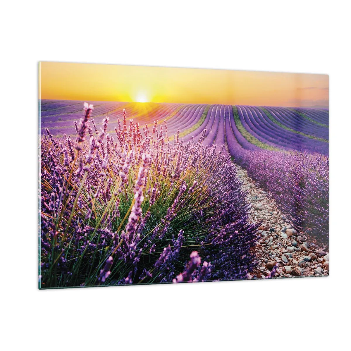 Cuadro sobre vidrio - Impresiones sobre Vidrio - Campo de lavanda al amanecer con un camino rocoso. - 120x80cm - Pradera fragante - Decoración de pared moderna para salón y dormitorio ARTTOR