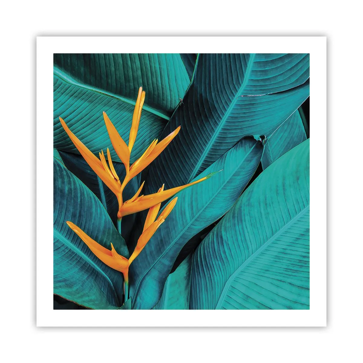 Póster - Flor del Edén - 60x60 cm