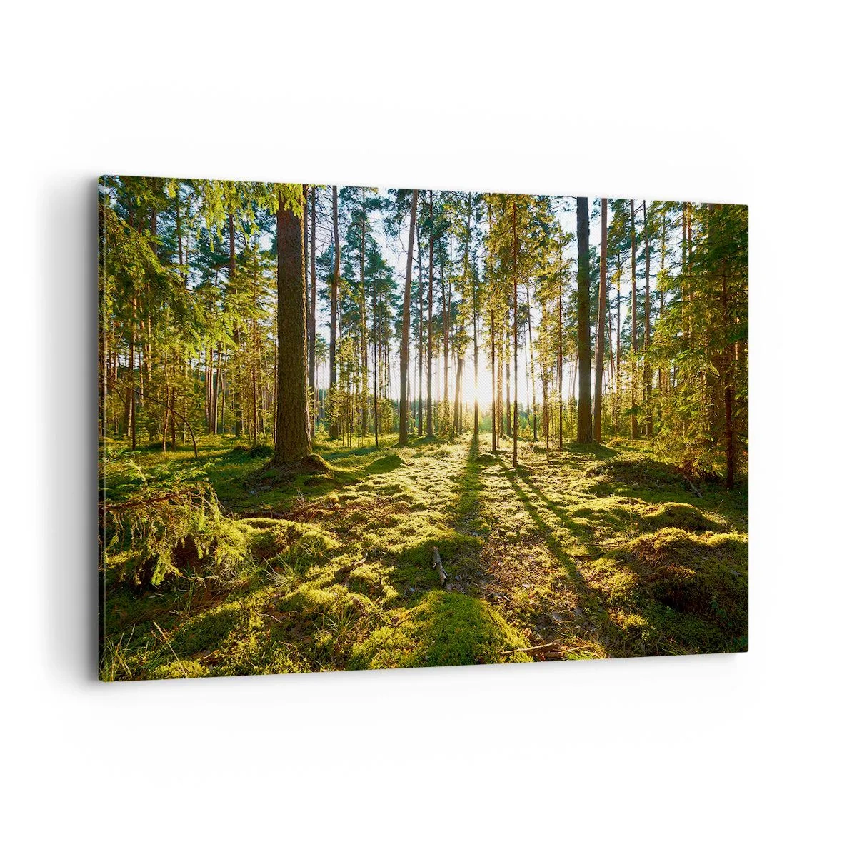Cuadro sobre lienzo - Impresión de Imagen - Bosque verde iluminado por la luz del sol sobre el musgo. - 120x80cm - ...Más allá de los siete bosques - Decoración de pared moderna para salón y dormitorio ARTTOR