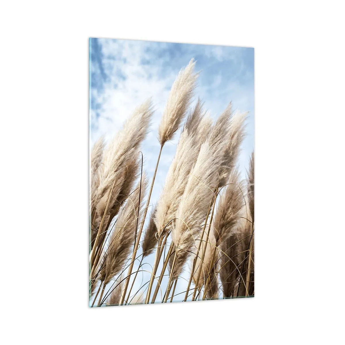 Cuadro sobre vidrio - Impresiones sobre Vidrio - Delicadas hierbas de la pampa contra un cielo azul con nubes ligeras - 70x100cm - Una caricia soleada y ventosa - Decoración de pared moderna para salón y dormitorio ARTTOR