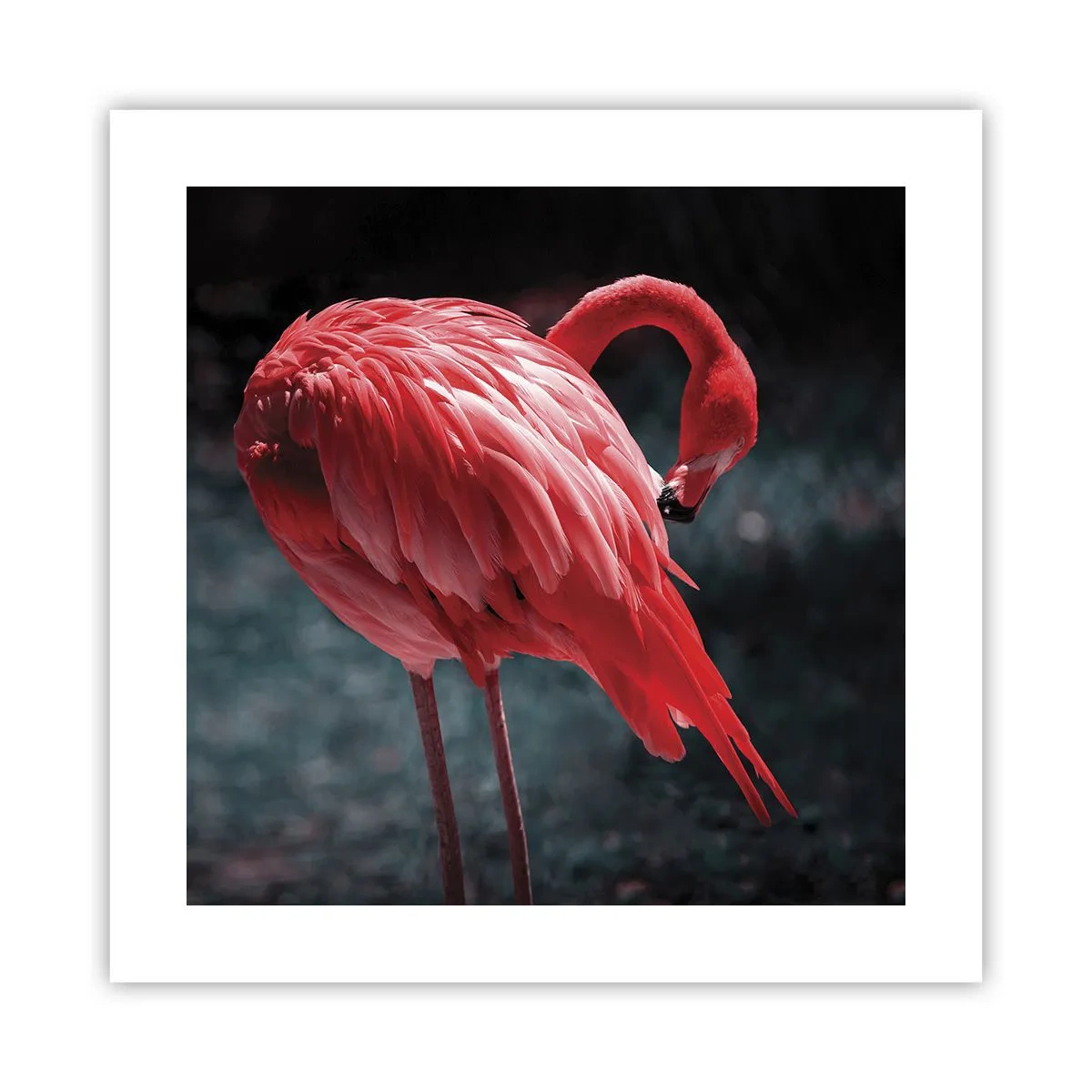 Póster - Un poema carmesí de la naturaleza - 40x40 cm
