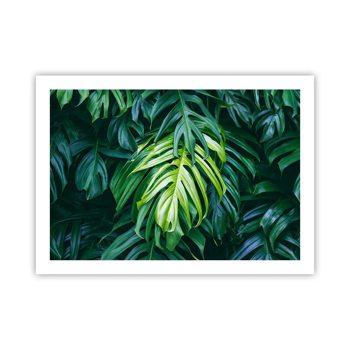 Póster - Sumérjase en la frescura - 70x50 cm