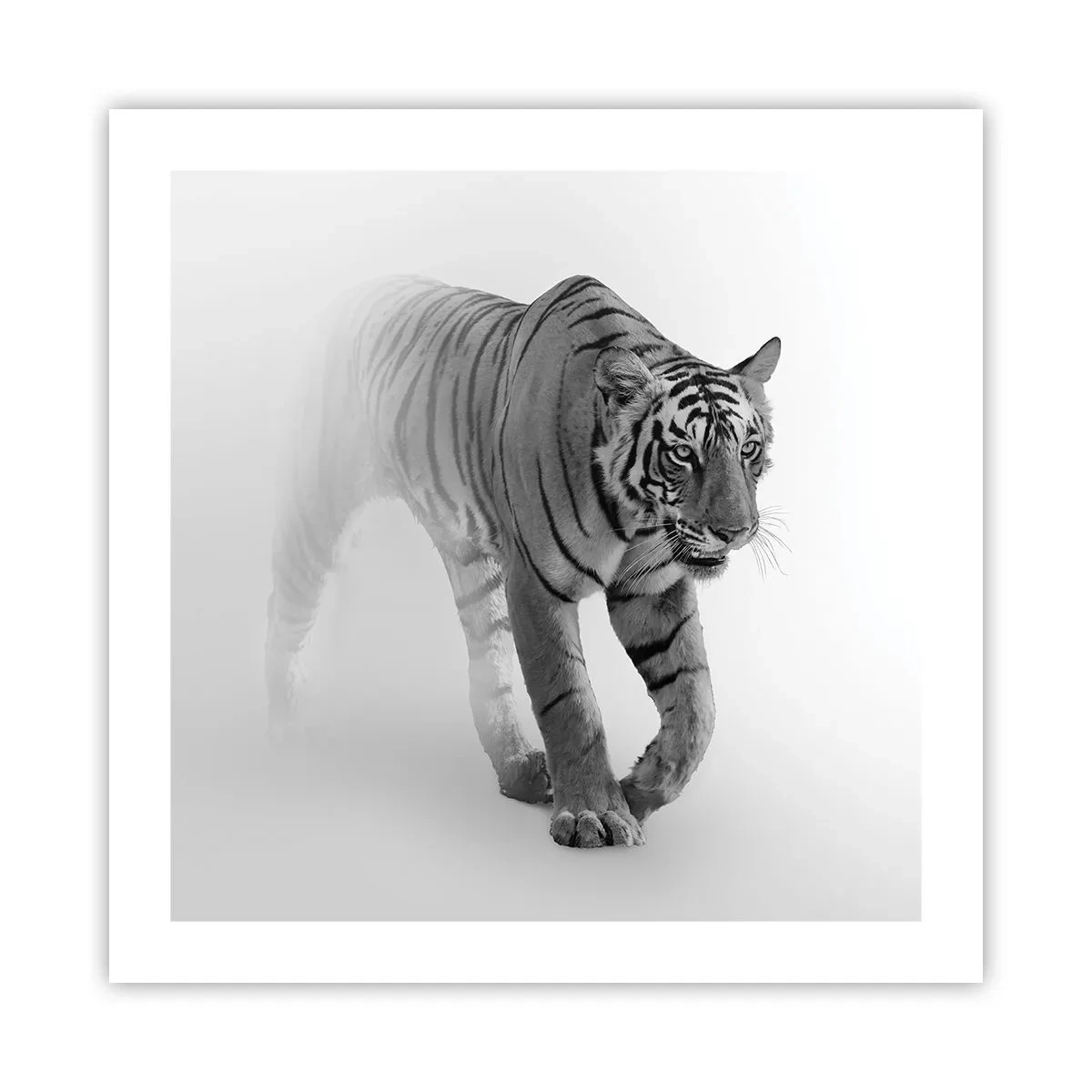 Póster - Siempre alerta entre la niebla - 50x50 cm