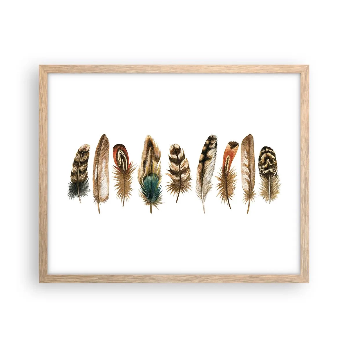 Póster en marco roble claro - Estudio de plumas - 50x40 cm