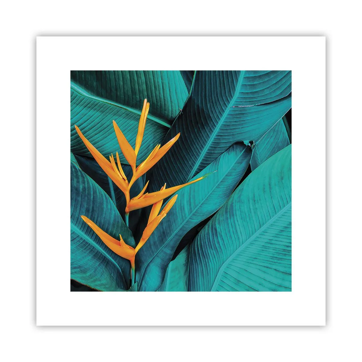 Póster - Flor del Edén - 30x30 cm