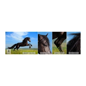 Muestra de fotomural Premium Sand - Emocionante manifiesto de libertad - animales, Caballo, Paisaje - 100x30 cm