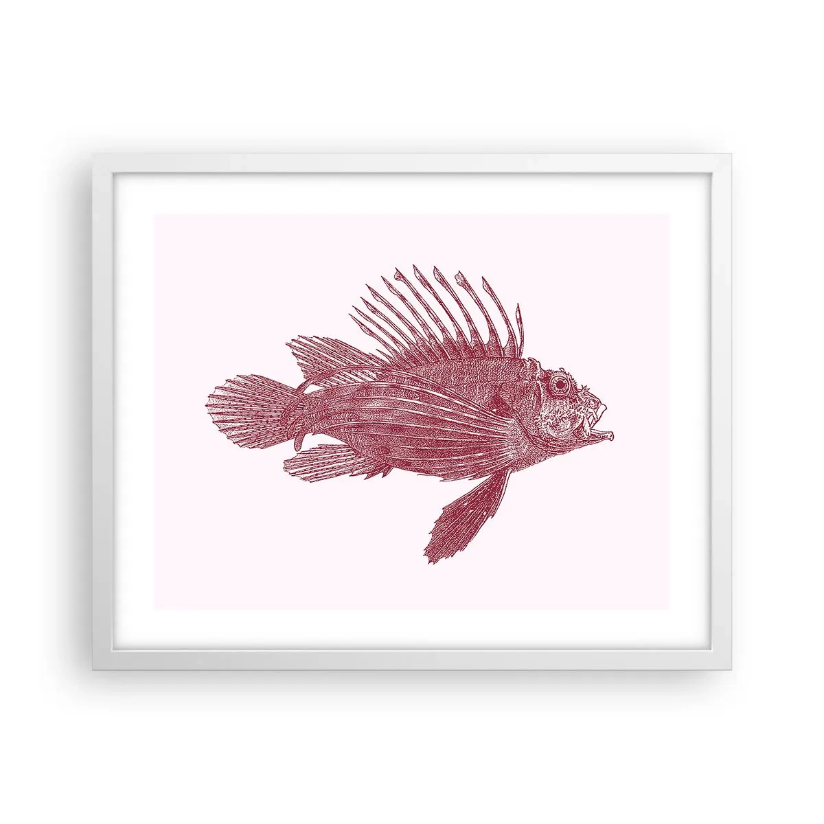 Póster en marco blanco - Un habitante de aguas exóticas - 50x40 cm