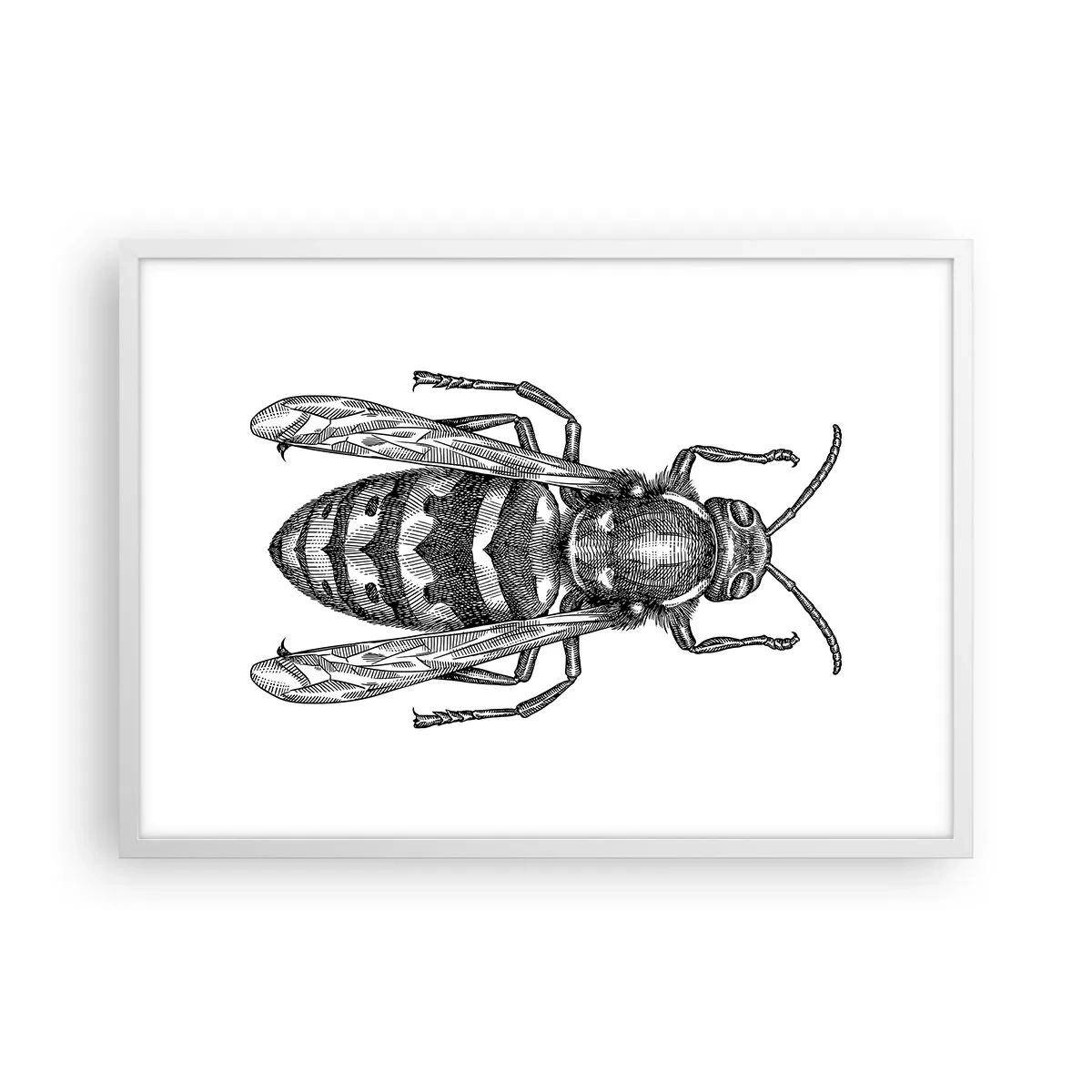 Póster en marco blanco - Desde un planeta de insectos - 70x50 cm