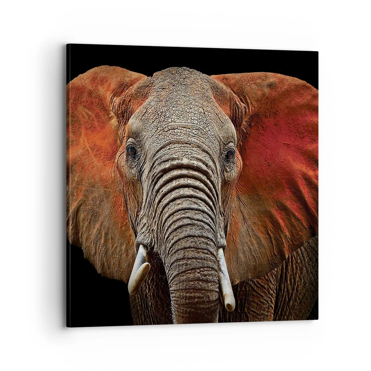 Cuadro sobre lienzo - Impresión de Imagen - Soy salvaje, ¿y tú? - 70x70 cm