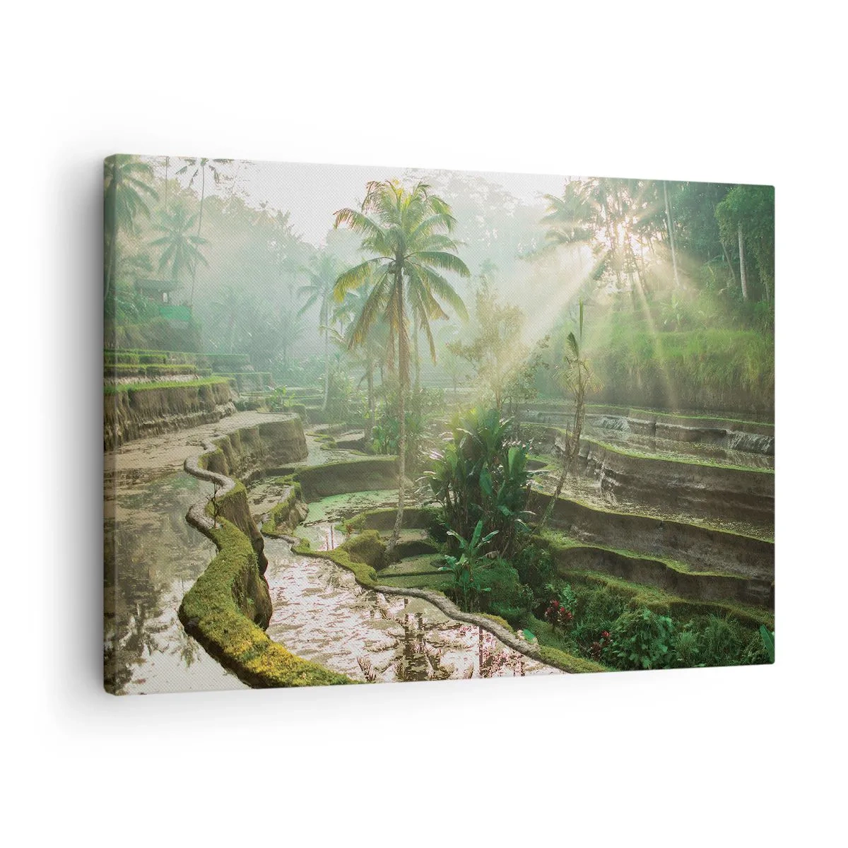 Cuadro sobre lienzo - Impresión de Imagen - Crecer bajo el sol - 70x50 cm