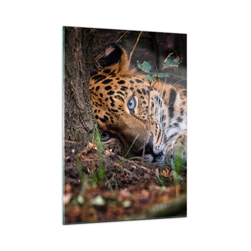 Cuadro sobre vidrio - Impresiones sobre Vidrio - Un jaguar tendido en el suelo, mirando tranquilamente a la cámara. - 50x70cm - Confía en mí - Decoración de pared moderna para salón y dormitorio ARTTOR
