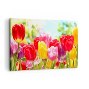 Cuadro sobre lienzo - Impresión de Imagen - Tulipanes coloridos en plena floración sobre un fondo primaveral. - 120x80cm - Somos nosotros, ¡los colores de mayo! - Decoración de pared moderna para salón y dormitorio ARTTOR
