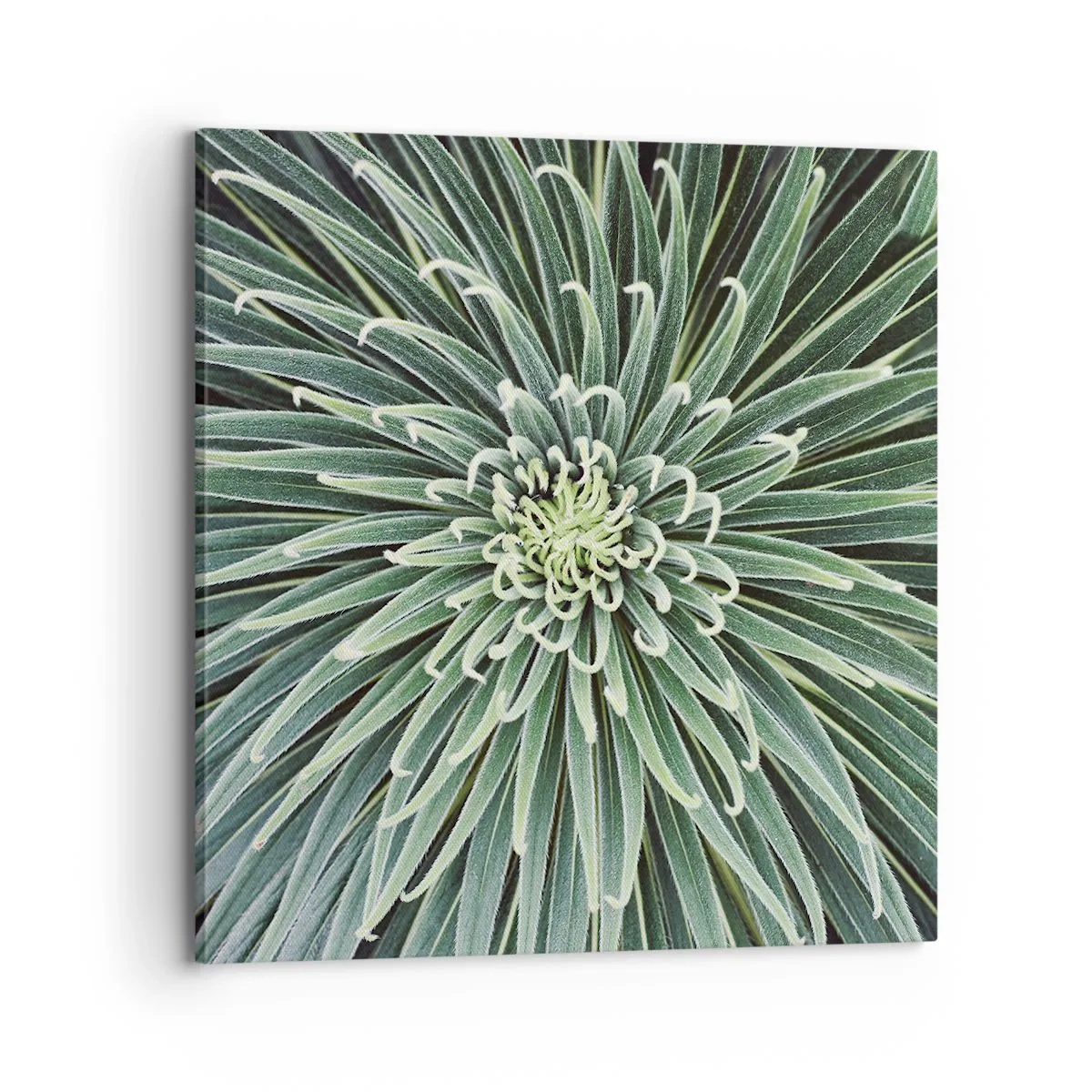 Cuadro sobre lienzo - Impresión de Imagen - El nacimiento de una estrella - 70x70 cm