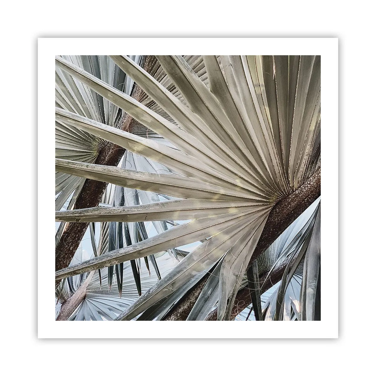 Póster - Abanicos en el trópico - 60x60 cm