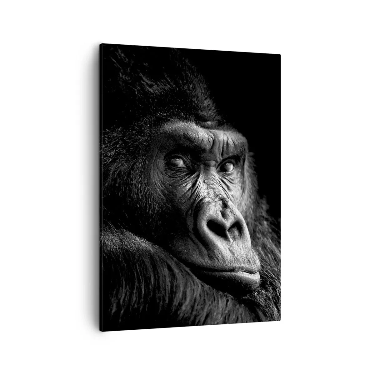 Cuadro sobre lienzo - Impresión de Imagen - Retrato en blanco y negro de un majestuoso gorila. - 50x70cm - ¿Y qué estás mirando? - Decoración de pared moderna para salón y dormitorio ARTTOR