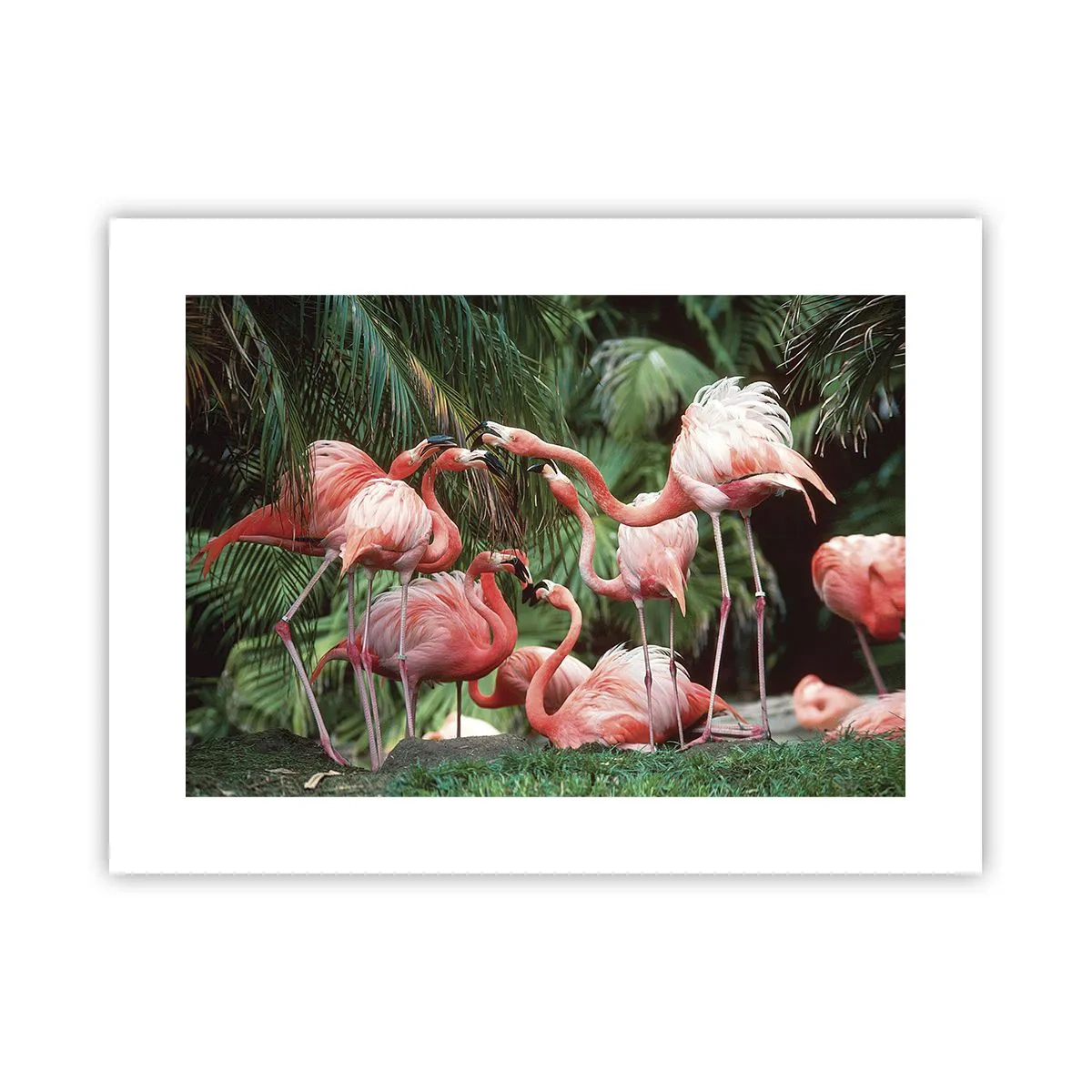 Póster - Cotilleos de la tarde - 40x30 cm