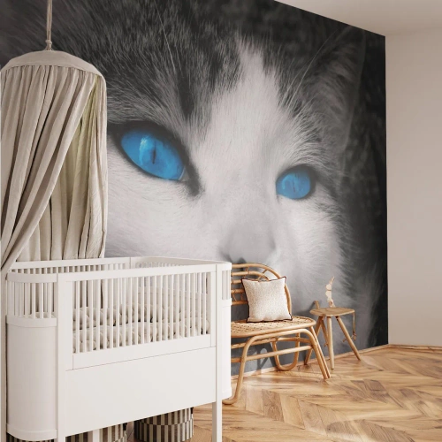 Fotomural Premium Canvas - Inusual de ojos azules - animales, Gato, Ojos azules - 350x256 cm