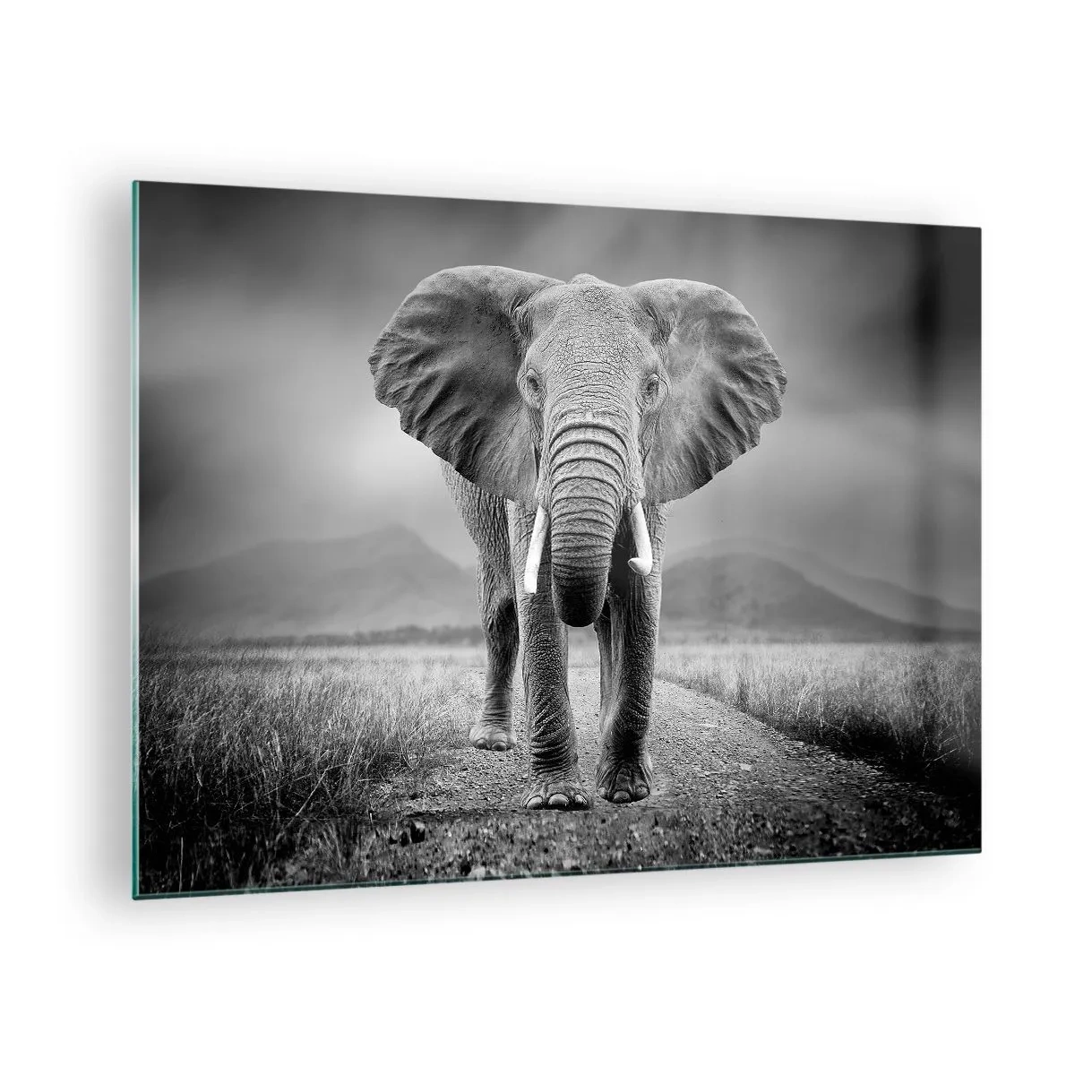 Cuadro sobre vidrio - Impresiones sobre Vidrio - Elefante en la sabana en blanco y negro - 70x50cm - El anfitrión da la bienvenida - Decoración de pared moderna para salón y dormitorio ARTTOR