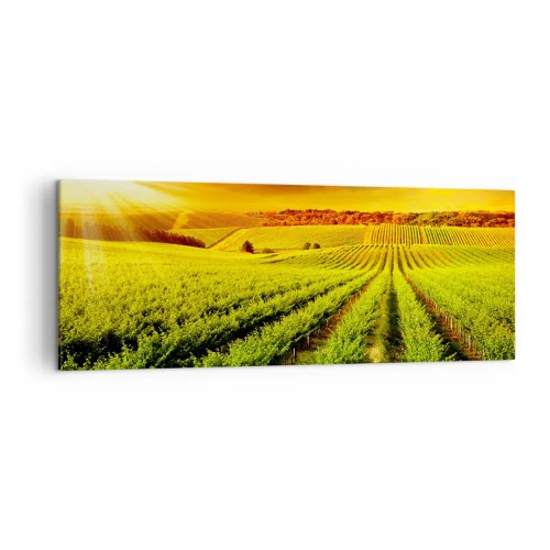 Cuadro sobre lienzo - Impresión de Imagen - Viñedos dorados iluminados por los rayos del sol. - 140x50cm - Bajo el sol de Australia - Decoración de pared moderna para salón y dormitorio ARTTOR