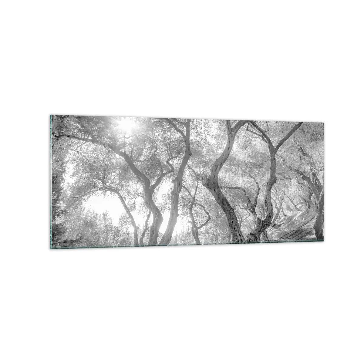 Cuadro sobre vidrio - Impresiones sobre Vidrio - Vista en blanco y negro de árboles en un olivar con rayos de sol. - 120x50cm - En un olivar - Decoración de pared moderna para salón y dormitorio ARTTOR