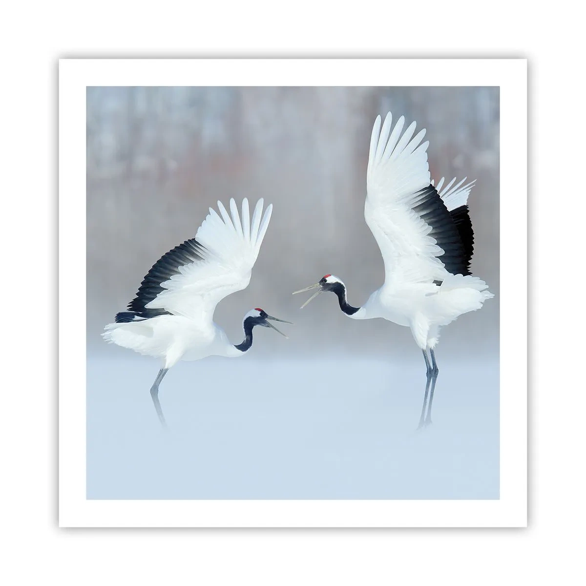 Póster - Danza en la niebla - 60x60 cm