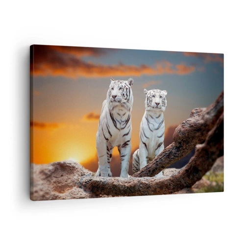 Cuadro sobre lienzo - Impresión de Imagen - Tigres blancos al atardecer con la naturaleza como telón de fondo - 70x50cm - Como en Narnia - Decoración de pared moderna para salón y dormitorio ARTTOR