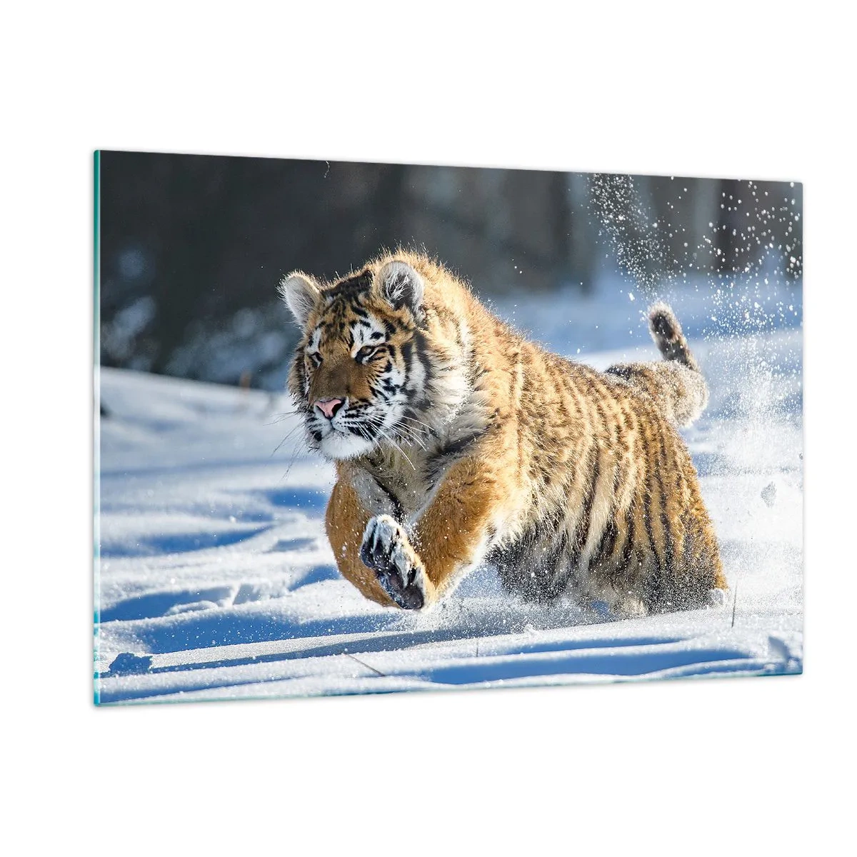 Cuadro sobre vidrio - Impresiones sobre Vidrio - Un tigre siberiano corre por la nieve en un paisaje invernal. - 120x80cm - Dios de la taiga siberiana - Decoración de pared moderna para salón y dormitorio ARTTOR