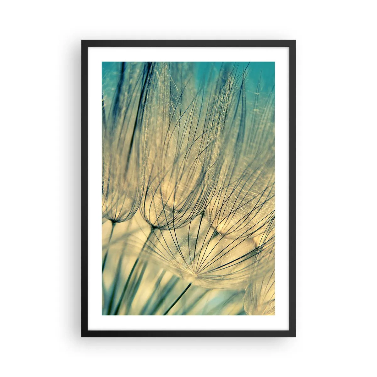Póster en marco negro - Fotografía macro de delicados dientes de león a la luz del sol poniente. - 50x70cm - Esperando el viento - Decoración de pared moderna para salón y dormitorio ARTTOR