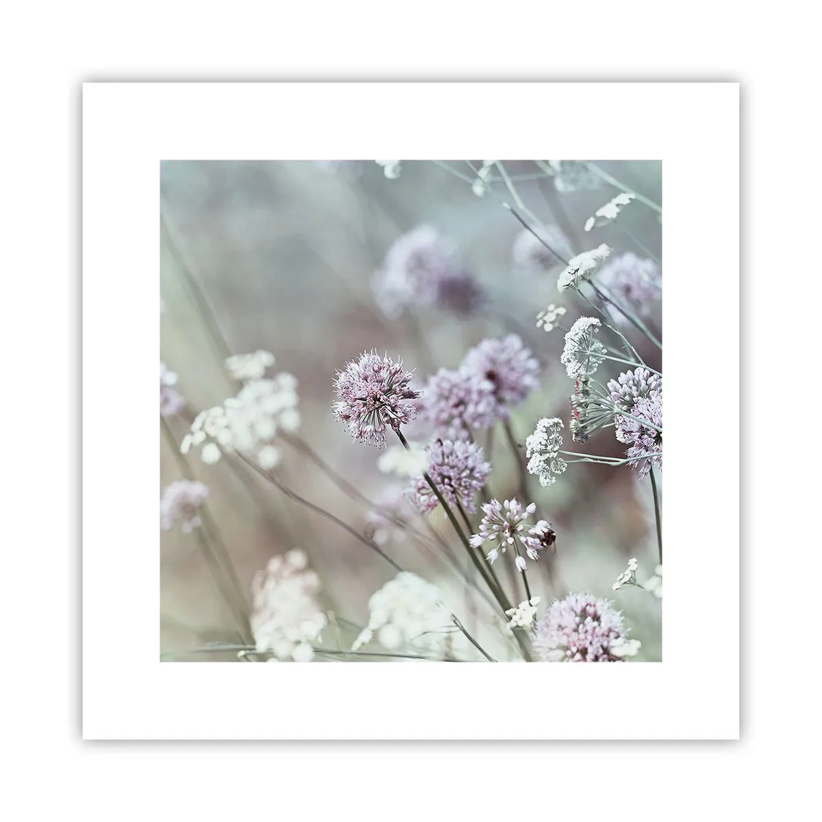 Póster - Dulces filigranas de hierbas - 30x30 cm