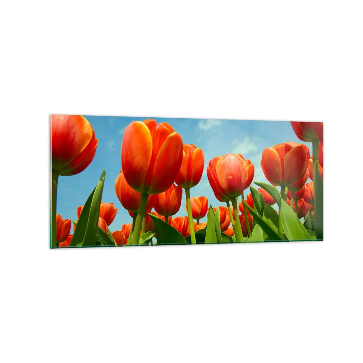 Cuadro sobre vidrio - Impresiones sobre Vidrio - Un campo de tulipanes rojos y naranjas contra un cielo azul. - 120x50cm - Excepto el cielo azul no necesitan nada en la vida - Decoración de pared moderna para salón y dormitorio ARTTOR
