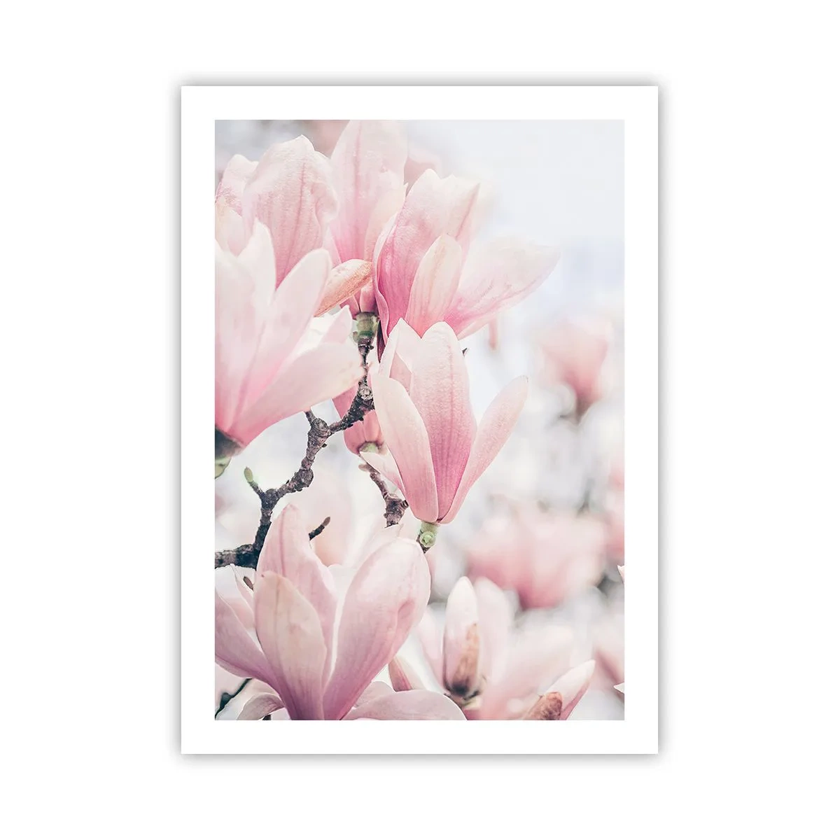 Póster - Magnolias rosas en un sutil entorno primaveral. - 50x70cm - La perfección de la sutileza - Decoración de pared moderna para salón y dormitorio ARTTOR