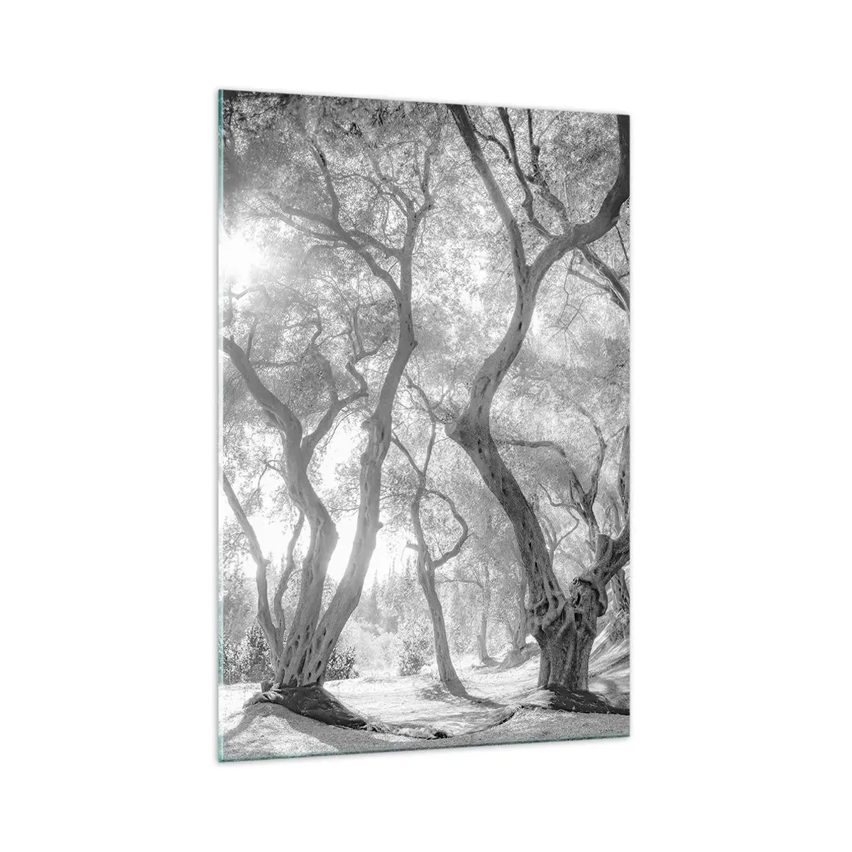 Cuadro sobre vidrio - Impresiones sobre Vidrio - Vista en blanco y negro de árboles en un olivar con rayos de sol. - 70x100cm - En un olivar - Decoración de pared moderna para salón y dormitorio ARTTOR