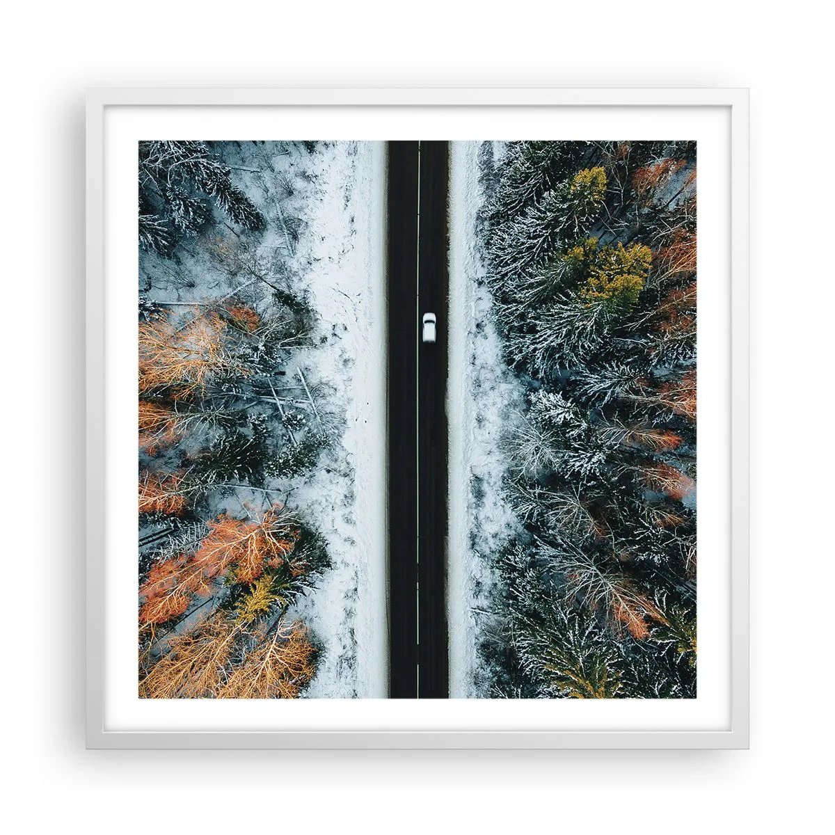 Póster en marco blanco - Atravesar el bosque en invierno - 60x60 cm