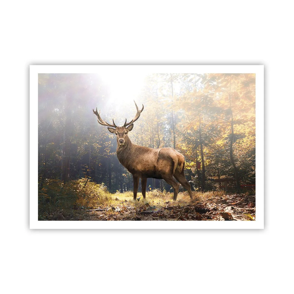 Póster - Ciervos en el bosque otoñal con rayos de sol. - 100x70cm - Con toda la majestuosidad - Decoración de pared moderna para salón y dormitorio ARTTOR